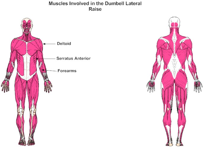 Muscles Involved in the Dumbell Lateral Raise